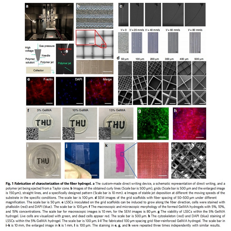 Fabrication of characterization of the fiber hydrogel.