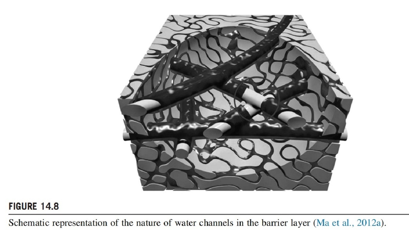 Schematic representation of the nature of water channels in the barrier layer