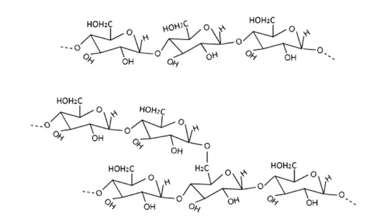 Structures of amylose (top) and amylopectin (bottom).