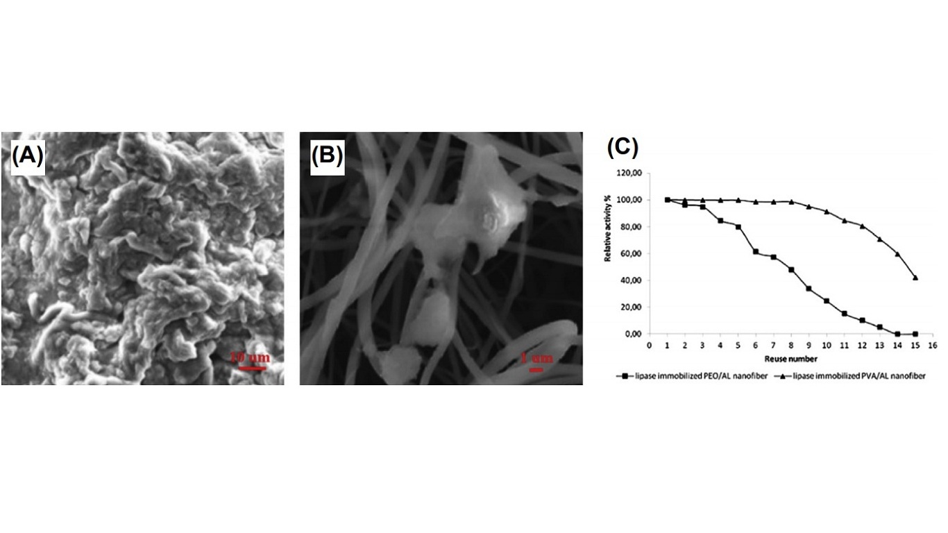 Scanning electron microscopy images of (A) PEO/alginate nanofibers immobilized with lipase and (B) PVA/alginate nanofibers immobilized with lipase. (C) The reusability of lipase-immobilized nanofibers. AL, alginate; PEO, polyethylene oxide; PVA, polyvinyl alcohol.