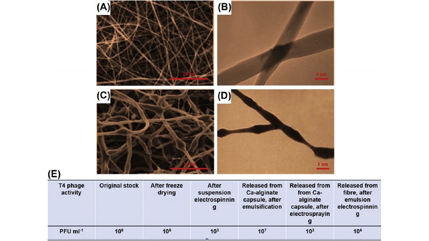 (A) Scanning electron microscopy (SEM) and (B) transmission electron microscopy (TEM) images of electrospun nanofibers from PEO solution. (C) SEM and (D) TEM images of electrospun nanofibers from PEO/bacteriophage/alginate emulsion system. (E) Lytic activity of T4 phage after each process. PEO, polyethylene oxide.