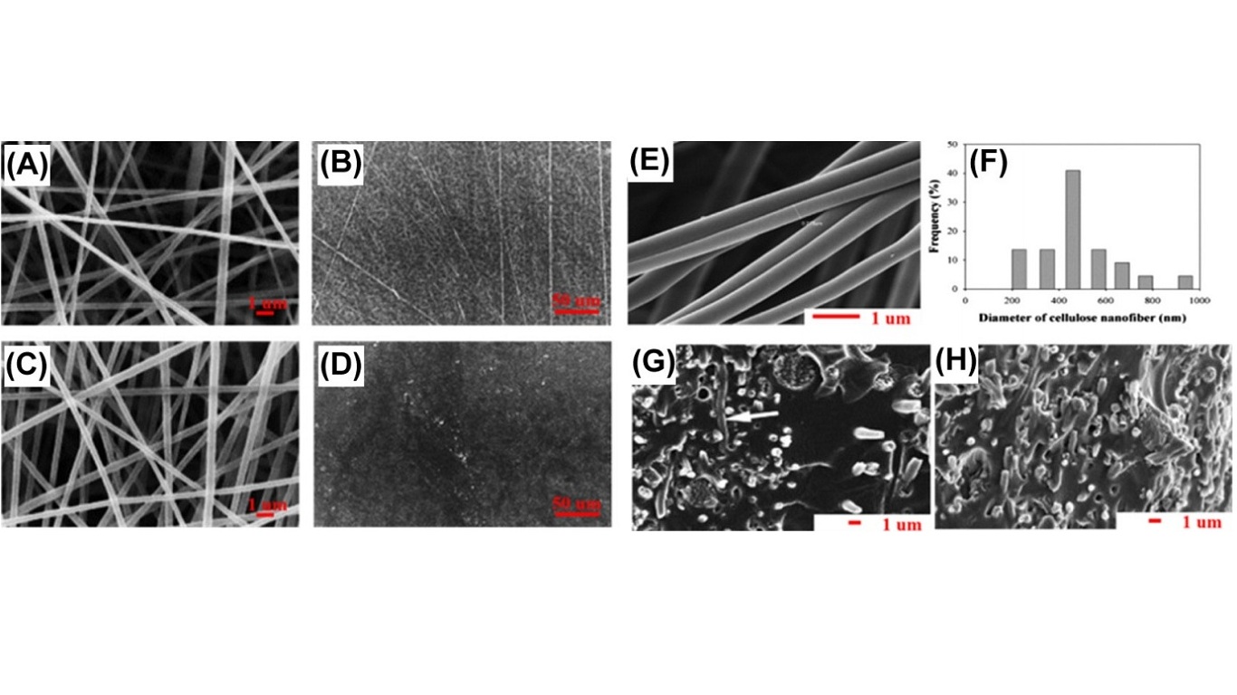 Scanning electron microscopy (SEM) images of (A) neat electrospun CA fiber mats, (B) solvent-cast CA films, (C) 20% curcumin-loaded electrospun CA fiber mats, and (D) solvent-cast CA films containing 20% curcumin. (E) SEM image of cellulose nanofibers. (F) The diameter distribution of cellulose nanofibers. (G and H) SEM images of (G) the surface of a CNM/SPI composite film with 11% CNM where a few fibers flatly layered indicated with arrows and (H) the surface of a CNM/SPI composite film with 20% CNM. CA, cellulose acetate; CNM, cellulose nanofibrous mat; SPI, soy protein isolate.