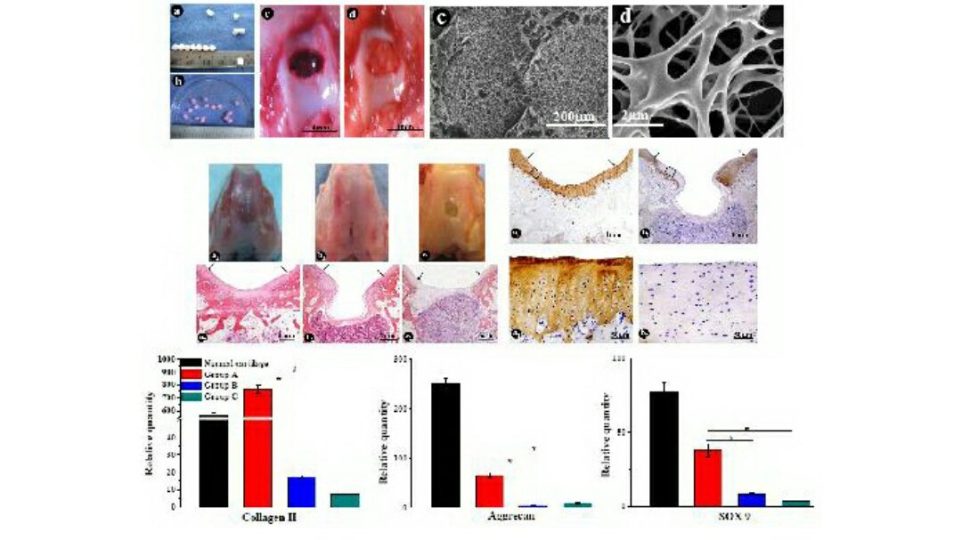 News About Bone and Cartilage Repair Materials